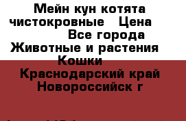 Мейн-кун котята чистокровные › Цена ­ 25 000 - Все города Животные и растения » Кошки   . Краснодарский край,Новороссийск г.